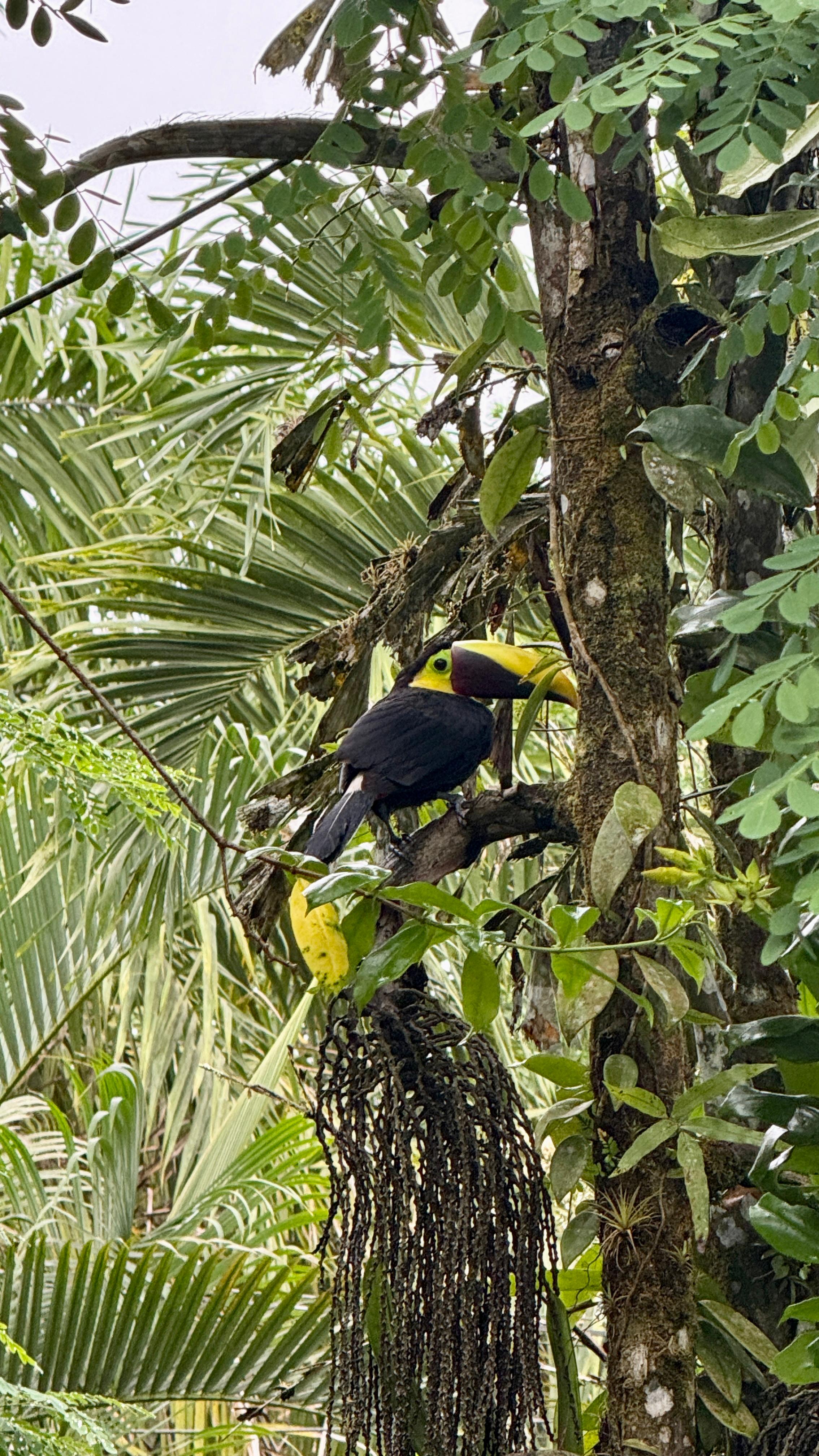 Wildlife – costa-rica-wildlife.jpg